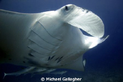 Manta and his four best buddies, Maldives by Michael Gallagher 